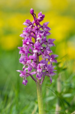 Bir erken mor orkide (orchis mascula) çiçeğinin üzerini çiğ damlacıklarıyla kapatır