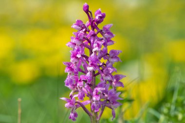 Bir erken mor orkide (orchis mascula) çiçeğinin üzerini çiğ damlacıklarıyla kapatır