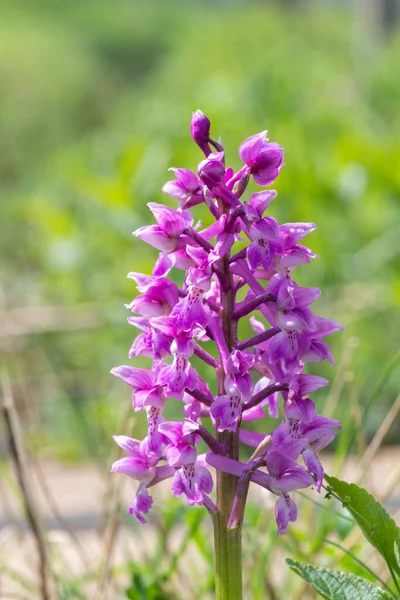 Çiçek açmış erken bir mor orkide (orchis mascula) çiçeğine yaklaş