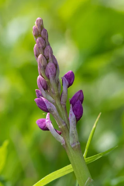 Close Early Purple Orchid Orchis Mascula Flower Emerging Bloom — Photo