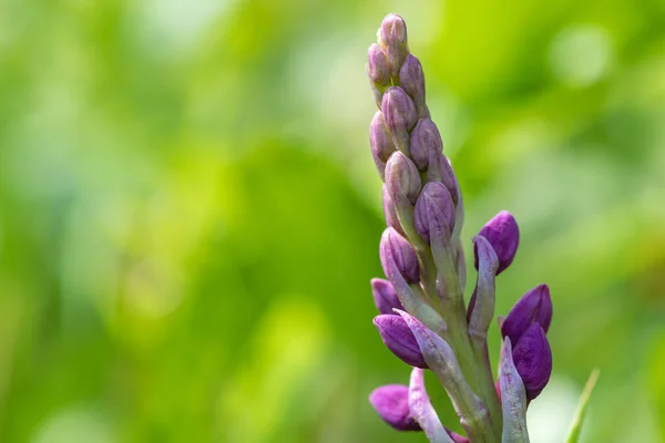 Close Early Purple Orchid Orchis Mascula Flower Emerging Bloom — Stockfoto