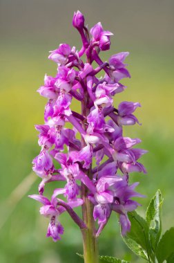 Çiçek açmış erken bir mor orkide (orchis mascula) çiçeğine yaklaş