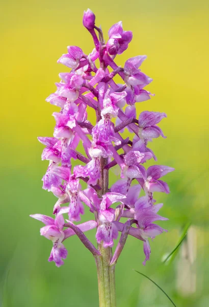 Bir erken mor orkide (orchis mascula) çiçeğinin üzerini çiğ damlacıklarıyla kapatır