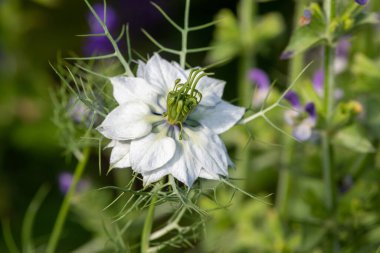 Siyah kimyon (Nigella sativa) çiçeğinin çiçekli makro çekimi