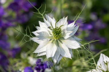 Siyah kimyon (Nigella sativa) çiçeğinin çiçekli makro çekimi
