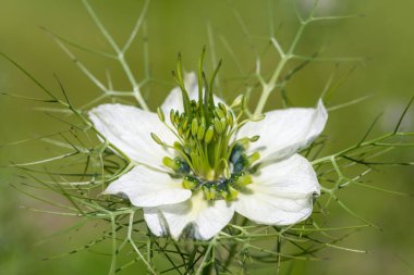 Siyah kimyon (Nigella sativa) çiçeğinin çiçekli makro çekimi