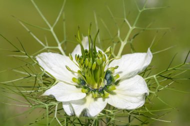 Siyah kimyon (Nigella sativa) çiçeğinin çiçekli makro çekimi