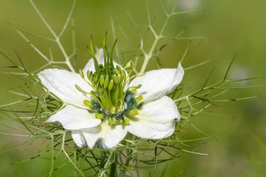 Siyah kimyon (Nigella sativa) çiçeğinin çiçekli makro çekimi