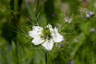 Siyah kimyon (Nigella sativa) çiçeğinin çiçekli makro çekimi