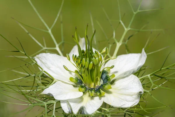 Macro Lövés Egy Fekete Kömény Nigella Sativa Virág Virágzik — Stock Fotó