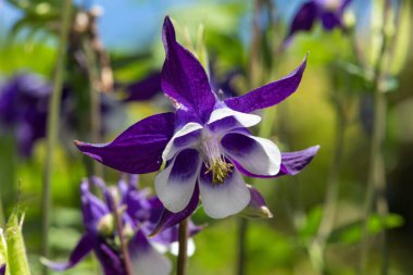 Çiçek açmış mor ve beyaz bir çiçek gibi.