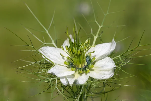 Macro Lövés Egy Fekete Kömény Nigella Sativa Virág Virágzik — Stock Fotó