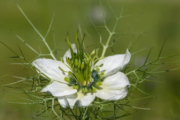 Macro Lövés Egy Fekete Kömény Nigella Sativa Virág Virágzik — Stock Fotó