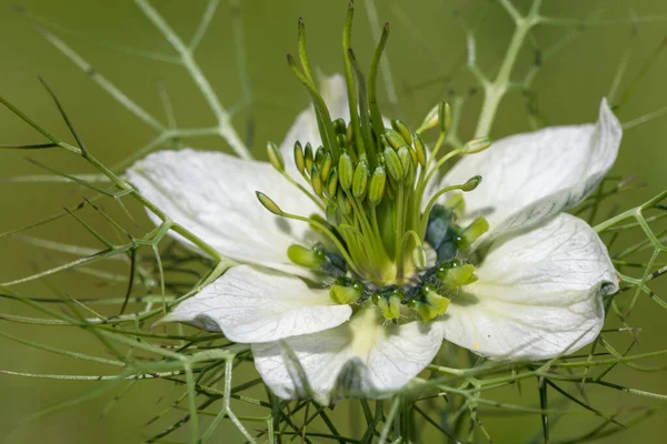 Macro Lövés Egy Fekete Kömény Nigella Sativa Virág Virágzik — Stock Fotó