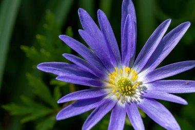 Çiçek açmış bir Balakn şakayığının (anemonoides blanda) makro çekimi