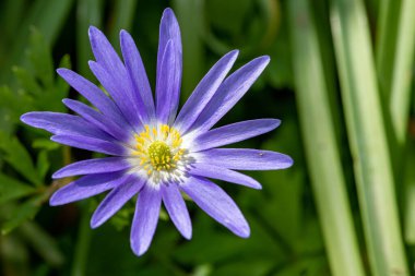Çiçek açmış bir Balakn şakayığının (anemonoides blanda) makro çekimi