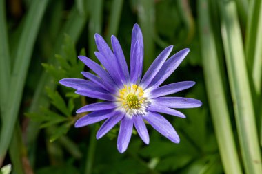 Çiçek açmış bir Balakn şakayığının (anemonoides blanda) makro çekimi