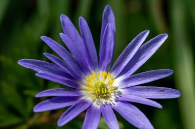 Çiçek açmış bir Balakn şakayığının (anemonoides blanda) makro çekimi