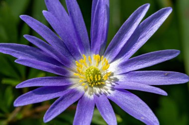 Çiçek açmış bir Balakn şakayığının (anemonoides blanda) makro çekimi