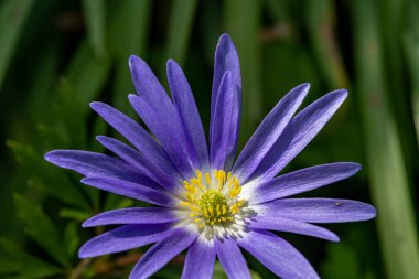 Çiçek açmış bir Balakn şakayığının (anemonoides blanda) makro çekimi