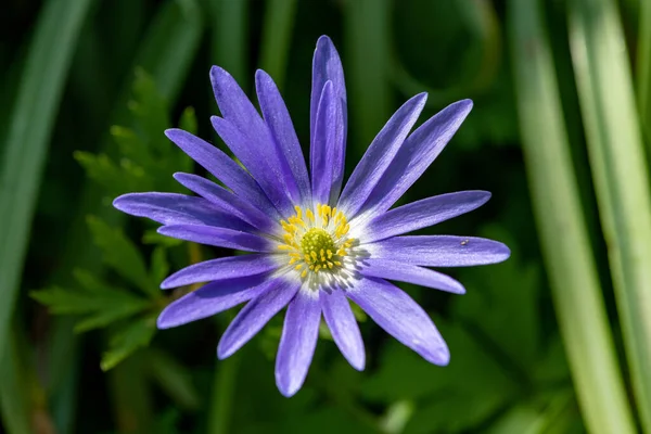 Çiçek açmış bir Balakn şakayığının (anemonoides blanda) makro çekimi
