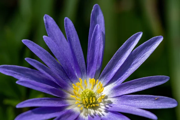Çiçek açmış bir Balakn şakayığının (anemonoides blanda) makro çekimi