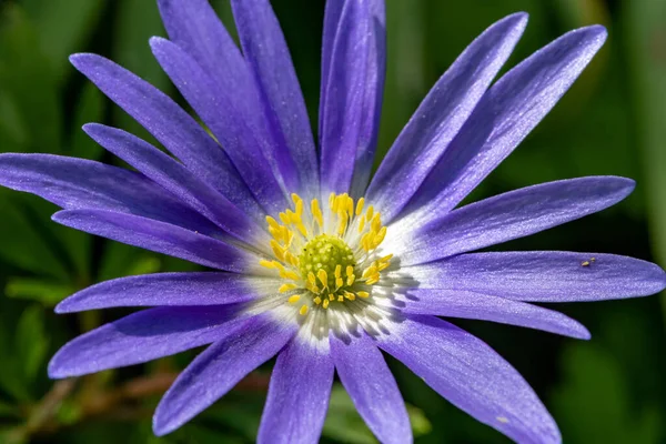 Çiçek açmış bir Balakn şakayığının (anemonoides blanda) makro çekimi