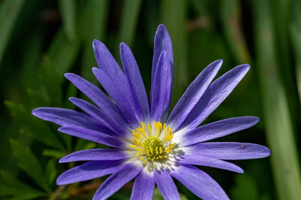 Çiçek açmış bir Balakn şakayığının (anemonoides blanda) makro çekimi
