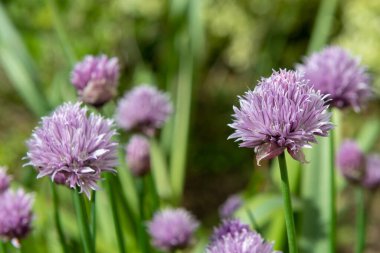 Çiçek açan Frenk soğanlarını (allium schoenoprasm) kapat
