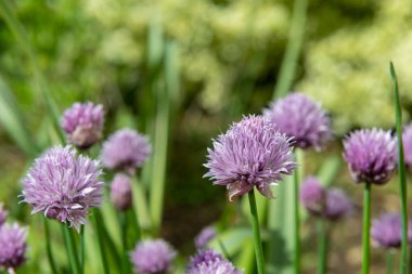 Çiçek açan Frenk soğanlarını (allium schoenoprasm) kapat