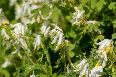 Soluk Corydalis 'in (psödofumaria alba) çiçekleri çiçek açmış.