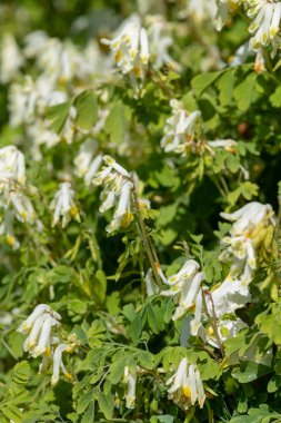 Soluk Corydalis 'in (psödofumaria alba) çiçekleri çiçek açmış.
