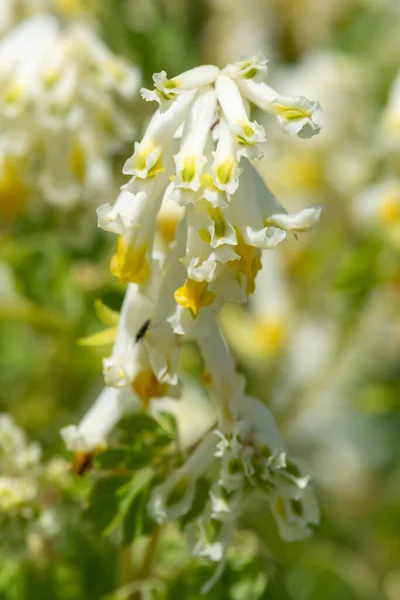 Gros Plan Fleurs Corydalis Pâle Pseudofumaria Alba Fleurs — Photo
