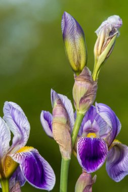Çiçek açmış mor iris çiçeklerine yaklaş