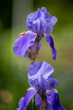 Çiçek açmış mor iris çiçeklerine yaklaş