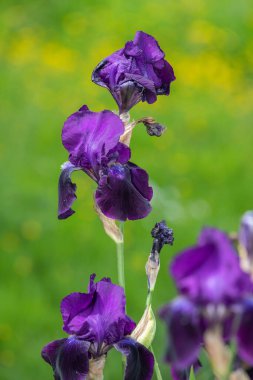 Çiçek açmış mor iris çiçeklerine yaklaş