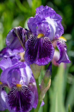 Çiçek açmış mor iris çiçeklerine yaklaş