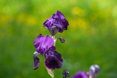 Çiçek açmış mor iris çiçeklerine yaklaş