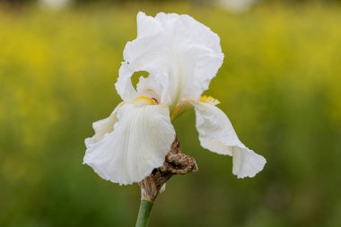 Çiçek açmış beyaz bir iris çiçeğine yaklaş