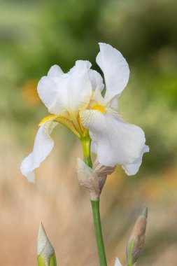 Çiçek açmış beyaz bir iris çiçeğine yaklaş