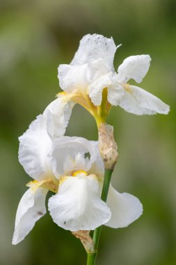 Çiçek açmış beyaz iris çiçeklerini kapat