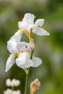 Çiçek açmış beyaz iris çiçeklerini kapat
