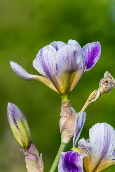 Крупним Планом Фіолетові Квіти Ірису Цвітіння — стокове фото