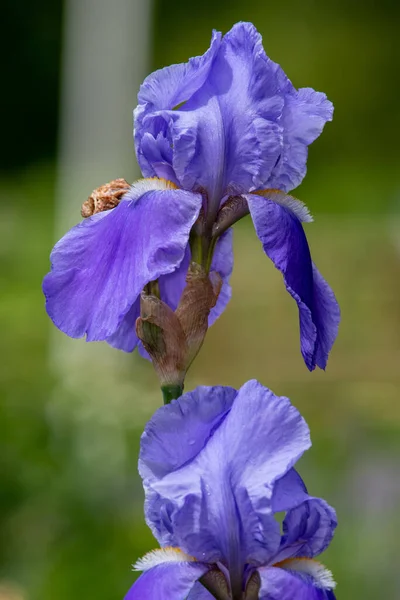 Çiçek Açmış Mor Iris Çiçeklerine Yaklaş — Stok fotoğraf