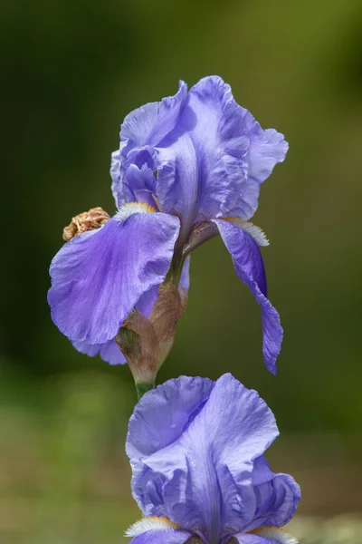 Lähikuva Violetti Iiris Kukkia Kukassa — kuvapankkivalokuva