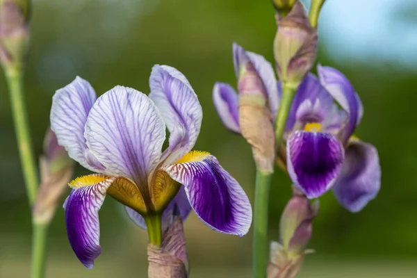 Nahaufnahme Von Lila Irisblumen Blüte — Stockfoto