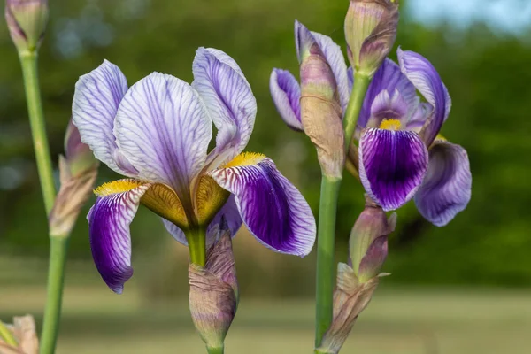 Nahaufnahme Von Lila Irisblumen Blüte — Stockfoto