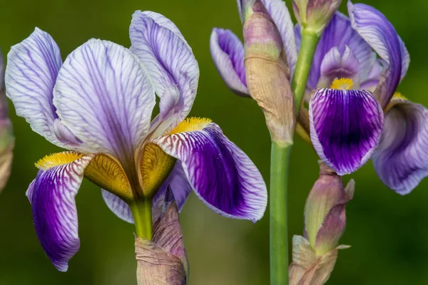 Primo Piano Fiori Iris Viola Fiore — Foto Stock