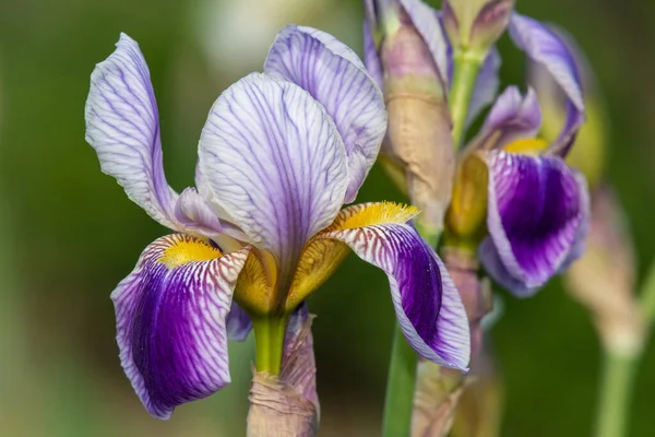 Çiçek açmış mor iris çiçeklerine yaklaş