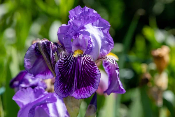 Primo Piano Fiore Iris Viola Fiore — Foto Stock